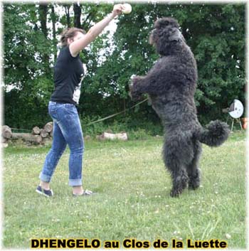 Elevage du CLOS DE LA LUETTE - COPYRIGHT DEPOSE